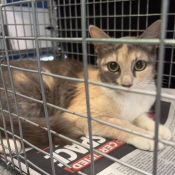 Mama C -  Domestic Medium Hair Cat for Adoption in Montgomery, Alabama - Mama C | PetCurious