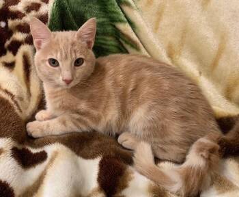 Teddy -  Domestic Short Hair Cat for Adoption in Burnaby, British Columbia - Teddy | PetCurious