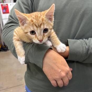 Ace -  Domestic Short Hair Cat for Adoption in Spokane, Washington - Ace | PetCurious