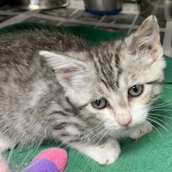 Domestic Short Hair Cats Available for Adoption in Austin, Texas - Retro Dance Moves | PetCurious