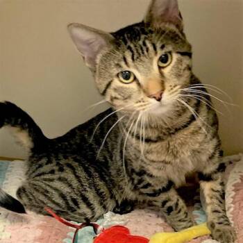 Khota -  Domestic Short Hair Cat for Adoption in South Elgin, Illinois - Khota | PetCurious