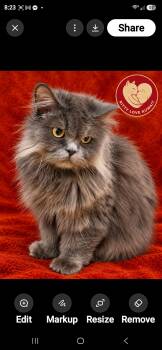 Foggy -  Domestic Long Hair Cat for Adoption in Snow Hill, Maryland - Foggy | PetCurious