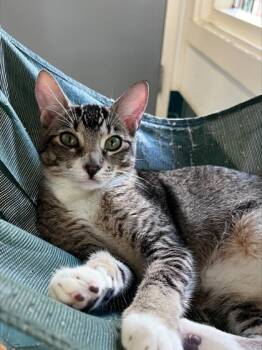 Rescue Domestic Short Hair Cats for Adoption in Honolulu, Hawaii - Shirley | PetCurious