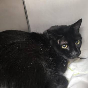 Domestic Short Hair Cats Available for Adoption - SHADOW | PetCurious