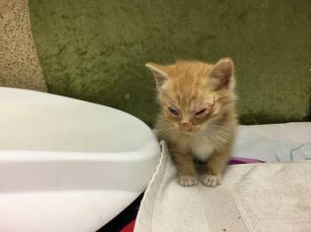 Domestic Short Hair Cats Available for Adoption in Riverside, California - LACE | PetCurious