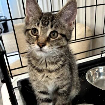 Mimi -  Domestic Medium Hair Cat Available for Adoption in Mondovi, Wisconsin - Mimi | PetCurious
