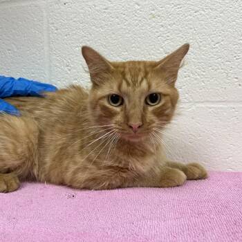 Fabian -  Domestic Medium Hair Cat for Adoption in Harrisonburg, Virginia - Fabian | PetCurious