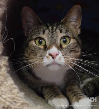 Domestic Short Hair Cats Available for Adoption - Peepers | PetCurious