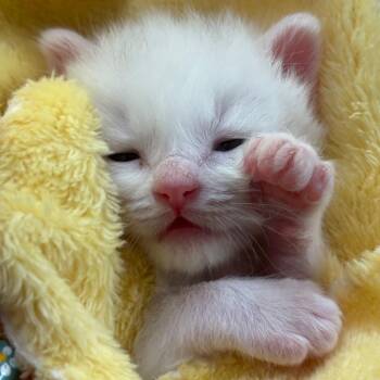 Remy -  Domestic Short Hair Cat for Adoption in Tustin, California - Remy | PetCurious