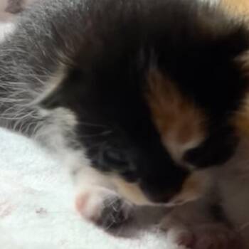 Hazel -  Domestic Short Hair Cat for Adoption in Priest River, Idaho - Hazel | PetCurious