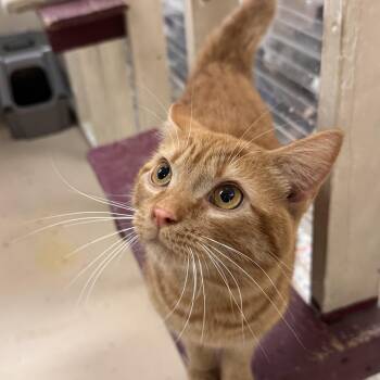 Domestic Short Hair Cats Available for Adoption in Logan, Ohio - Sherman | PetCurious