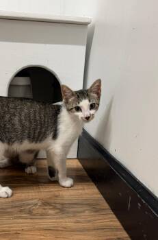 Timothy -  Domestic Short Hair Cat for Adoption in Wayland, Michigan - Timothy | PetCurious