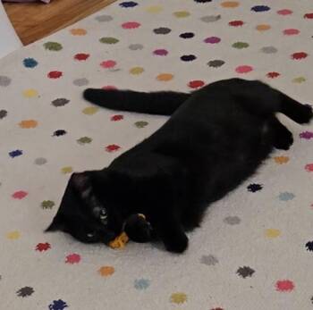 Rescue Domestic Short Hair Cats for Adoption in Thurmont, Maryland - Buzz | PetCurious