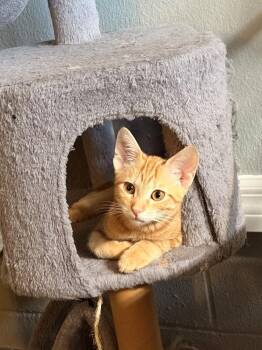Gonzo -  Domestic Short Hair Cat for Adoption in St. Cloud, Florida - Gonzo | PetCurious