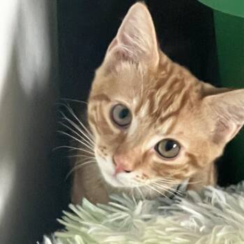 Vasiko -  Domestic Short Hair Cat for Adoption in Pasco, Washington - Vasiko | PetCurious