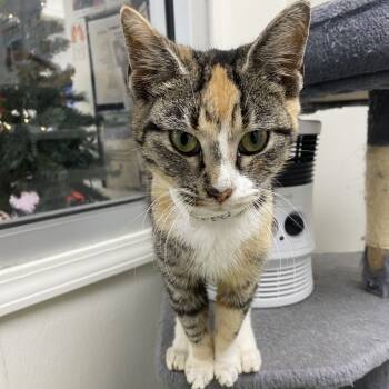 Rescue Domestic Short Hair Cats for Adoption in Parrish, Alabama - Pepper | PetCurious