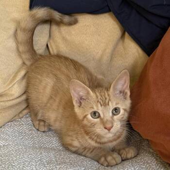Hollandaise -  Domestic Short Hair Cat for Adoption in Williston, Florida - Hollandaise | PetCurious
