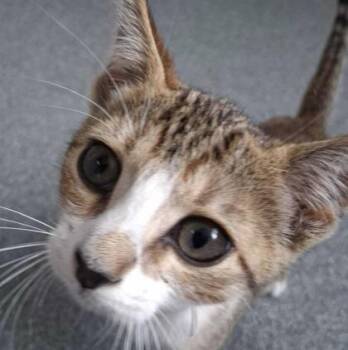 Mystique -  Domestic Short Hair Cat for Adoption in Sevierville, Tennessee - Mystique | PetCurious
