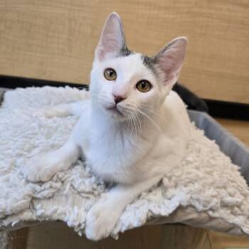 Bogart -  Domestic Short Hair Cat for Adoption in Warr Acres, Oklahoma - Bogart | PetCurious