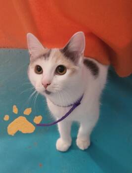 Domestic Short Hair Cats Available for Adoption in Alpine, Texas - Polka Dot | PetCurious