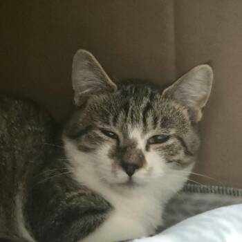 Spaghetti -  Domestic Short Hair Cat for Adoption in Ballston Spa, New York - Spaghetti | PetCurious