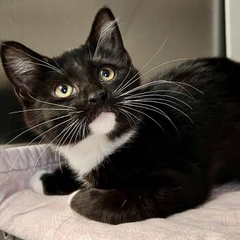 Diva -  Domestic Short Hair Cat for Adoption in Edinburg, Virginia - Diva | PetCurious