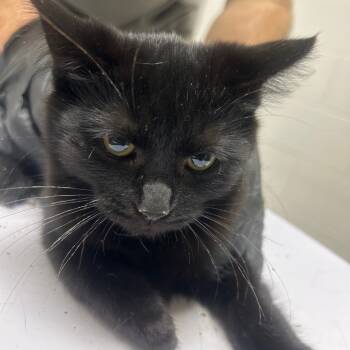 Rescue Domestic Short Hair Cats for Adoption in Austin, Texas - Dizzle | PetCurious