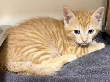 Linus -  Domestic Short Hair Cat for Adoption in Honolulu, Hawaii - Linus | PetCurious
