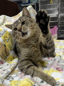 Domestic Short Hair Cats Available for Adoption - Chopsticks | PetCurious