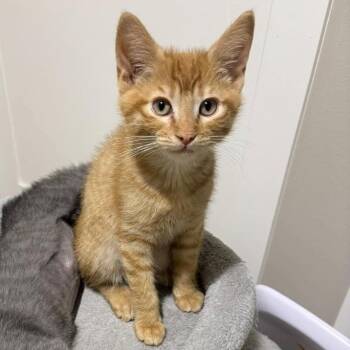 Russell -  Domestic Short Hair Cat for Adoption in Washougal, Washington - Russell | PetCurious