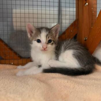 Baby Yoda -  Domestic Long Hair Cat for Adoption in Tustin, California - Baby Yoda | PetCurious