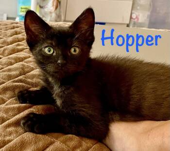 Hopper -  Domestic Short Hair Cat for Adoption in Reston, Virginia - Hopper | PetCurious