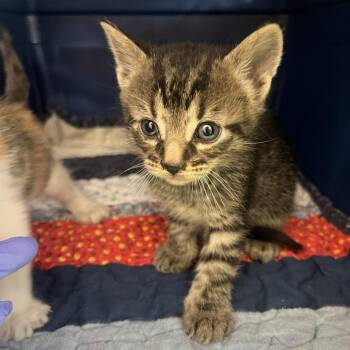 The Wizard Bonded with Mage -  Domestic Short Hair Cat for Adoption in Oak Park, Illinois - The Wizard Bonded With Mage | PetCurious