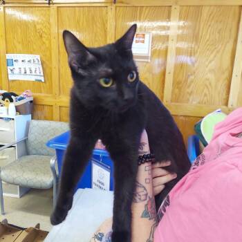 Sybil -  Domestic Short Hair Cat for Adoption in Ashtabula, Ohio - Sybil | PetCurious