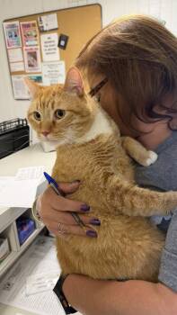 Domestic Short Hair Cats Available for Adoption in Ontario, California - Toby | PetCurious