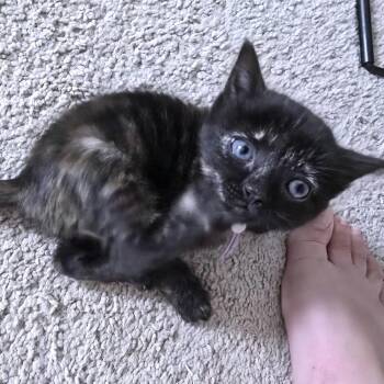 Kombucha 10 -  Domestic Short Hair Cat for Adoption in Austin, Texas - Kombucha 10 | PetCurious