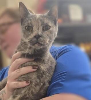Anita -  Domestic Short Hair Cat for Adoption in Prince Frederick, Maryland - Anita | PetCurious