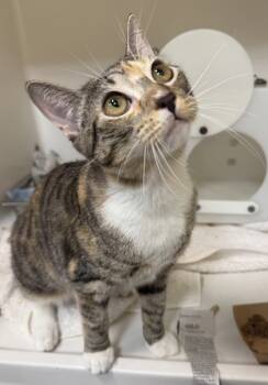 Rescue Domestic Short Hair Cats for Adoption in Honolulu, Hawaii - Patty Potts | PetCurious