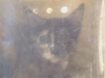 A926439 -  Domestic Short Hair Cat for Adoption in Sacramento, California - A926439 | PetCurious
