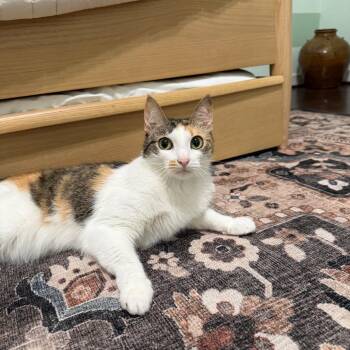 Choco -  Domestic Short Hair Cat for Adoption in Houston, Texas - Choco | PetCurious