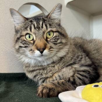Domestic Short Hair Cats Available for Adoption in Eatontown, New Jersey - Dr. Eggbert Salad | PetCurious