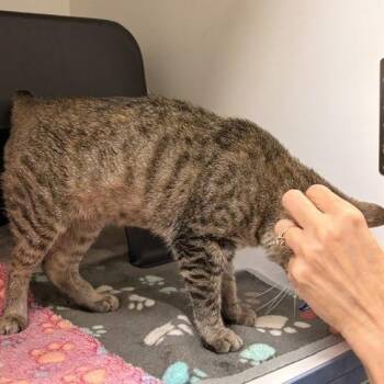 Quinn -  Domestic Short Hair Cat for Adoption in Nashville, Tennessee - Quinn | PetCurious