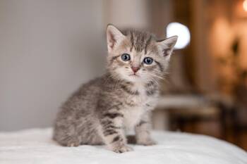 Domestic Short Hair Cats Available for Adoption in Victor, New York - Aurora | PetCurious