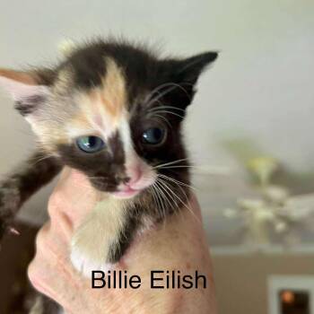 Rescue Domestic Short Hair Cats for Adoption in Huntsville, Alabama - Billie Eilish | PetCurious