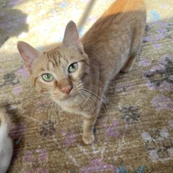 Cara Cara -  Domestic Short Hair Cat for Adoption in Chattanooga, Tennessee - Cara Cara | PetCurious