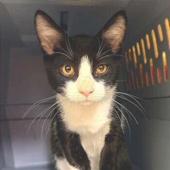 Rhysand -  Domestic Short Hair Cat for Adoption in Albert Lea, Minnesota - Rhysand | PetCurious
