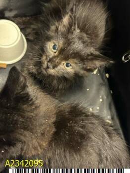 FREYA -  Domestic Short Hair Cat for Adoption in West Palm Beach, Florida - FREYA | PetCurious