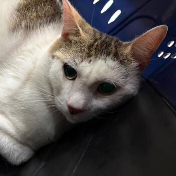 American Curl Cats Available for Adoption in Lake Jackson, Texas - Ronald | PetCurious
