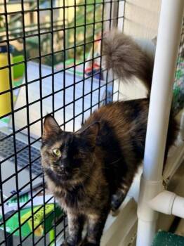 Domestic Medium Hair and Domestic Short Hair Cats Available for Adoption in Honolulu, Hawaii - Pidgeon | PetCurious