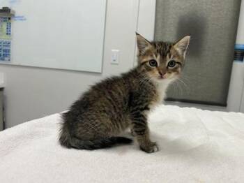 Domestic Short Hair Cats Available for Adoption in Kansas City, Missouri - Kettle Corn | PetCurious
